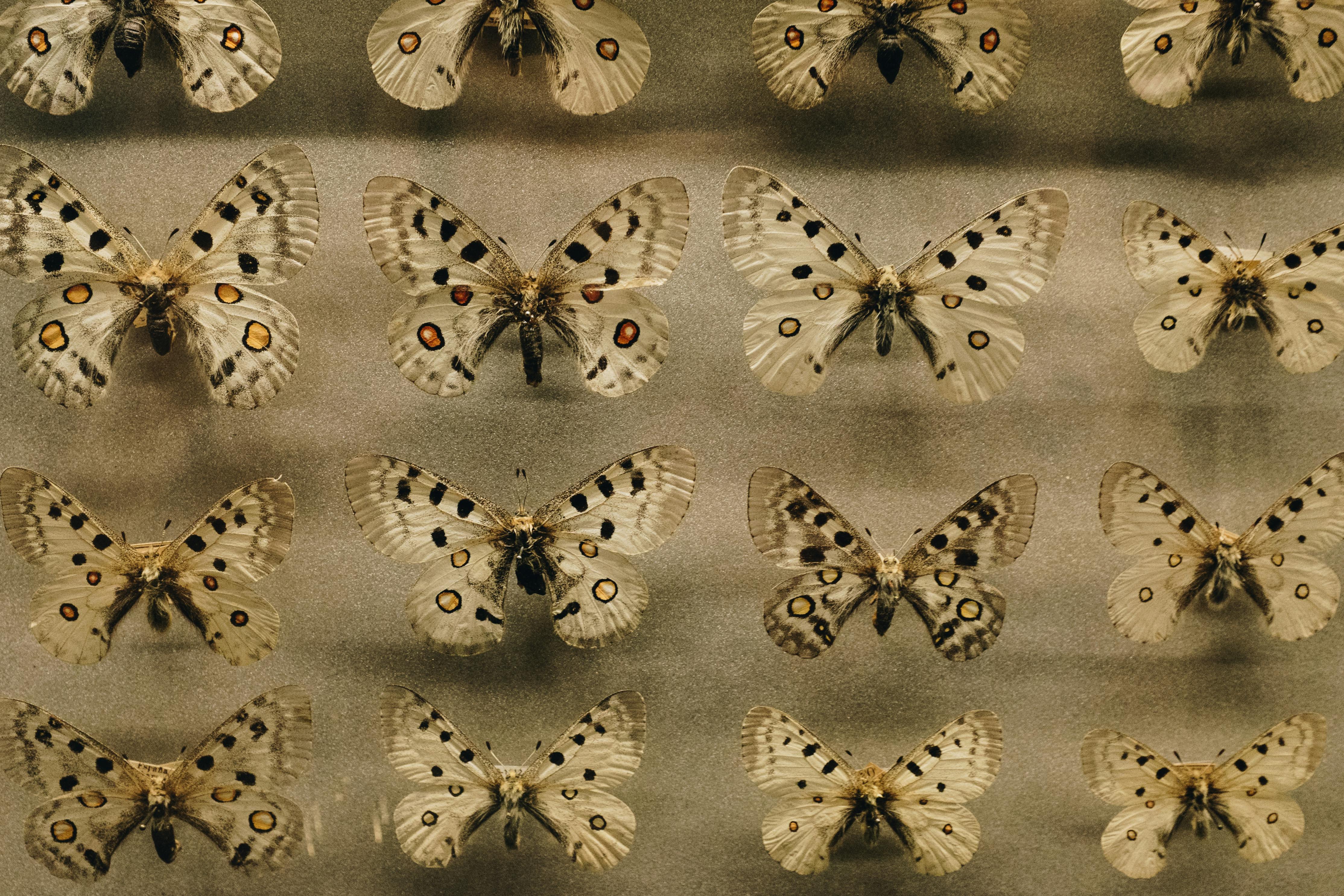 The High-Altitude Harlequins: Genus Parnassius